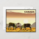 Cariou Duel - Canada Briefkaart (Voorkant / Achterkant)