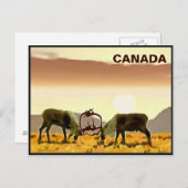 Cariou Duel - Canada Briefkaart (Voorkant / Achterkant)