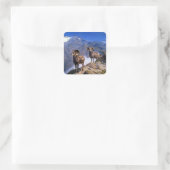 Carl Rungius Big Horn Sheep op Wilcox Pass Vierkante Sticker (Tas)