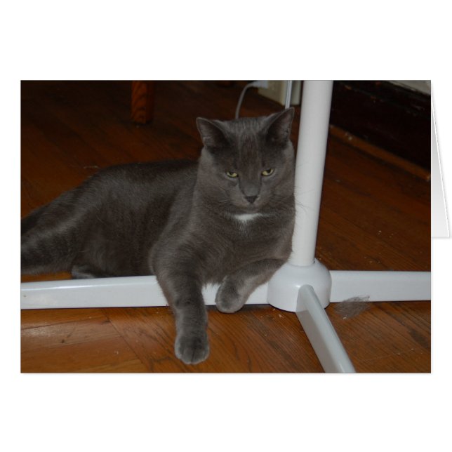     CarlAngry Kat (Voorkant Horizontaal)