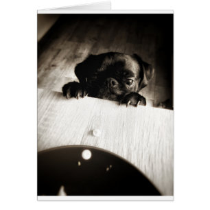 carlin à regarder en bw