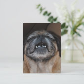 Carlin Chien Avec Bouche Ouverte Carte Postale (Debout devant)