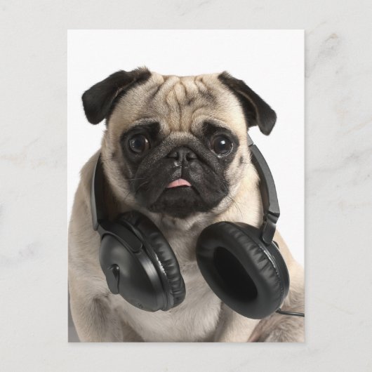 Carlin Chien Chien Chien Salutation Carte postale (Devant)