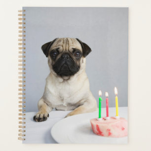 Carlin d'anniversaire