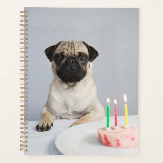 Carlin d'anniversaire (Devant)