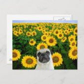 Carlin dans la carte postale des tournesols (Devant / Derrière)