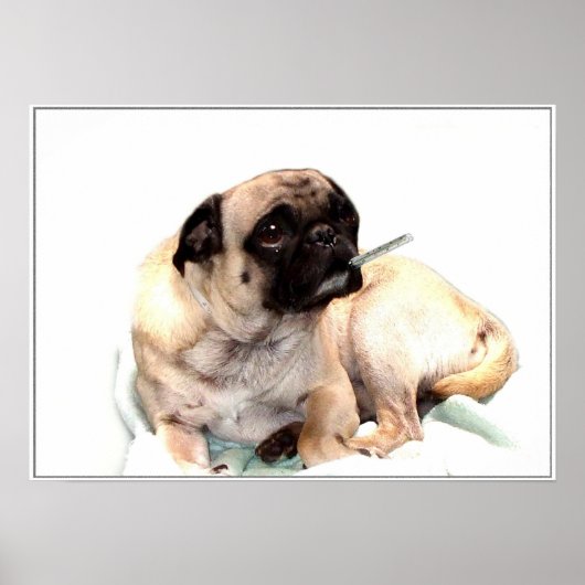 Carlin malade avec affiche du thermomètre (Devant)