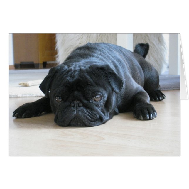 Carlin noir mignon Dormir (Devant horizontal)