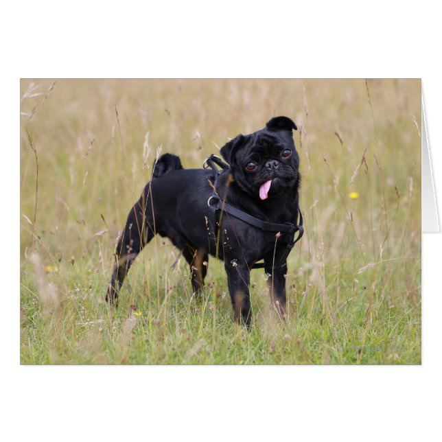 Carlin noir Sticking Out Tounge (Devant horizontal)