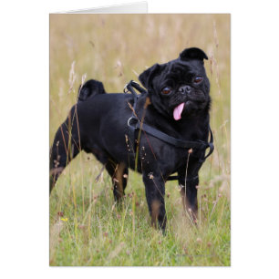 Carlin noir Sticking Out Tounge