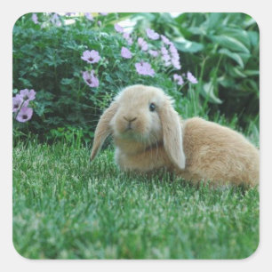 Carlos the Lop Eared Baby Bunny Vierkante Sticker