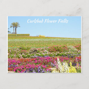 Carlsbad Flower Fields Briefkaart