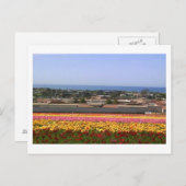 Carlsbad Flower Fields Briefkaart (Voorkant / Achterkant)