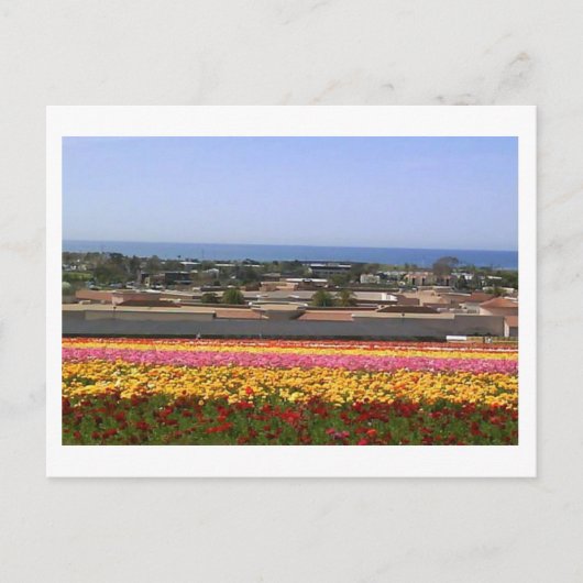 Carlsbad Flower Fields Briefkaart (Voorkant)