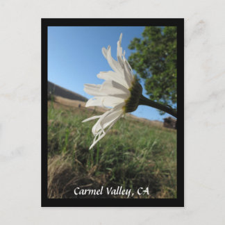 Carmel Valley Daisy Briefkaart