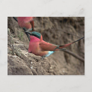 Carmine Bee-Eater Briefkaart