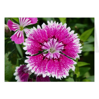Carnation Dianthus rose/violet proche