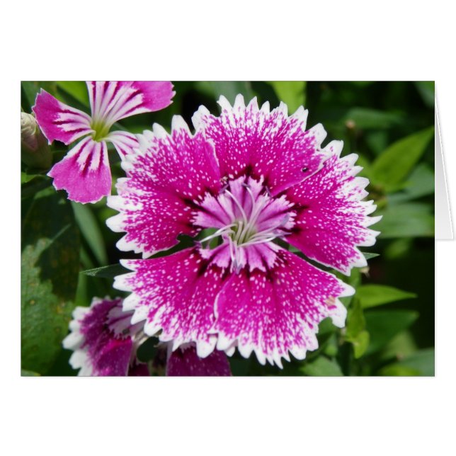 Carnation Dianthus rose/violet proche (Devant horizontal)
