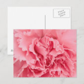 Carnation rose carte postale (Devant / Derrière)