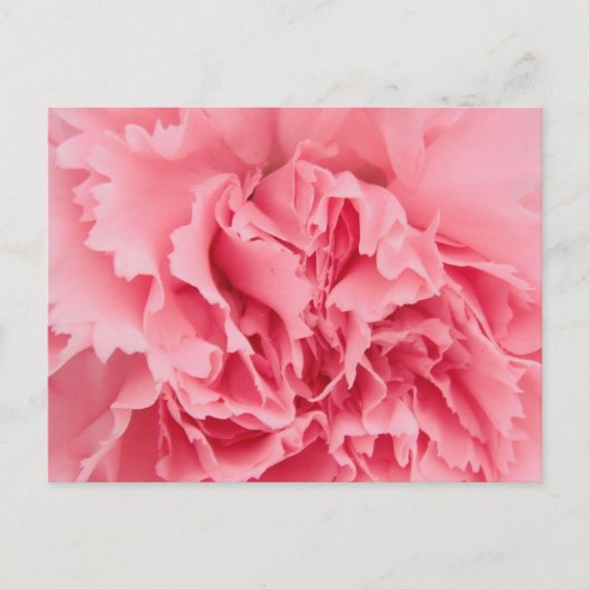 Carnation rose carte postale (Devant)