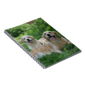 Carnet 2 chiens d'arrêt d'or s'étendant dans l'herbe (Côté Droit)