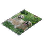 Carnet 2 chiens d'arrêt d'or s'étendant dans l'herbe (Côté gauche)