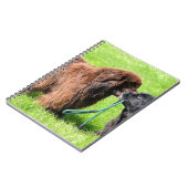 Carnet 2 newfies.png (Côté gauche)