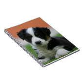 Carnet 6 semaine vieux border collie (Côté Droit)