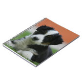 Carnet 6 semaine vieux border collie (Côté gauche)