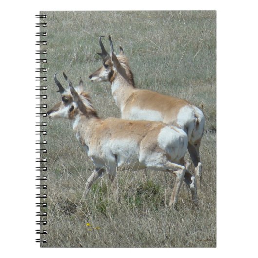 Carnet A27 Pronghorn Antelope Youhg Bucks (Devant)