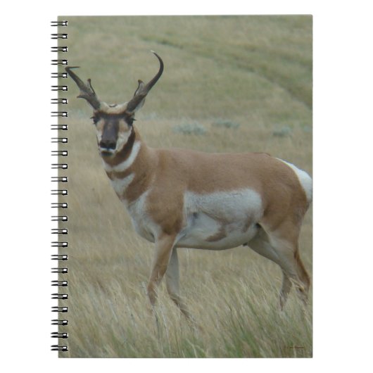 Carnet A33 Pronghorn Antelope Buck Crooked Horns (Devant)