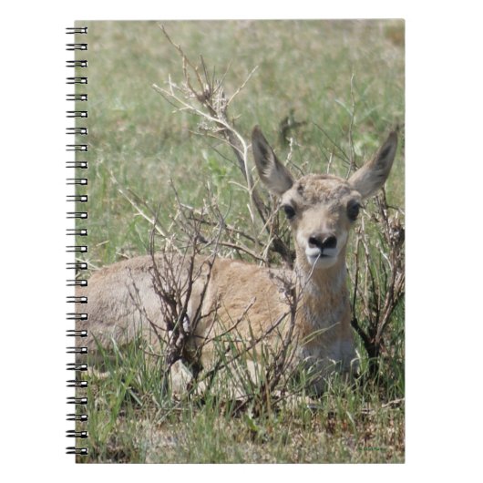 Carnet A7 Bébé Antilope Pronghorn (Devant)