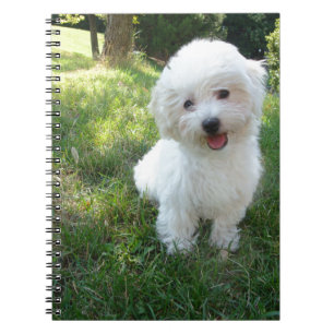 Carnet a cute westie - west highland terrier - at a local