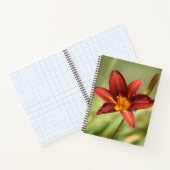 Carnet à fleurs diurne rouge (Intérieur)