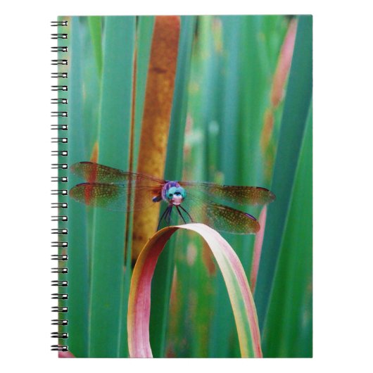 Carnet A teal Eyed Dragonfly with cattails (Devant)