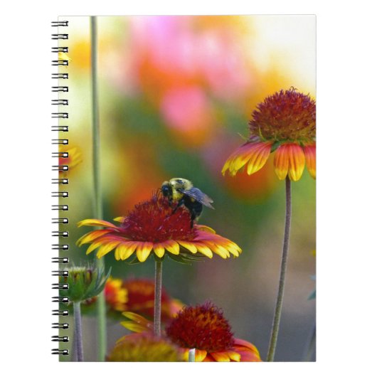 Carnet Abee sur Gaillardia (Devant)