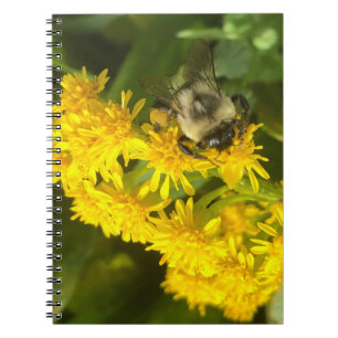 Carnet Abeille et fleurs