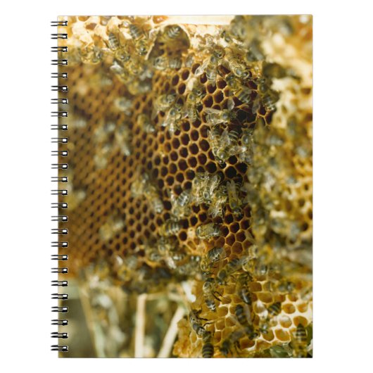 Carnet Abeilles Dans La Ruche, Cap Occidental, Afrique Du (Devant)