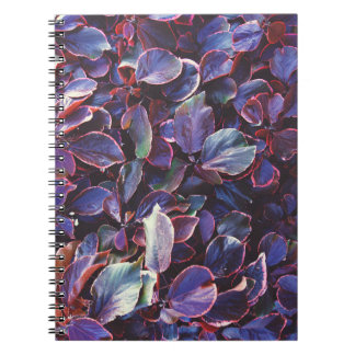 Carnet Acalypha Wilkesiana