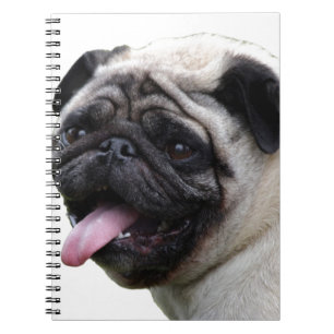 Carnet Accessoires photo Carlin blanc main, ajouter des n