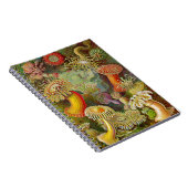 Carnet Actinae Ocean Life d'Ernst Haeckel (Côté Droit)