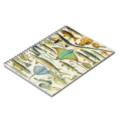 Carnet Adolphe Millot poisson B (Côté gauche)