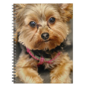 Carnet Adorable