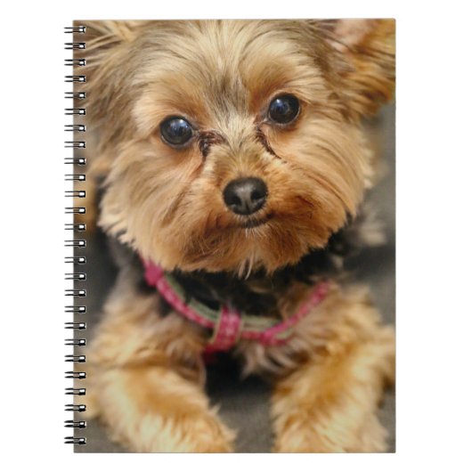 Carnet Adorable (Devant)