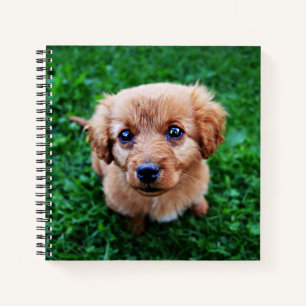 Carnet Adorable Chiot sur la pelouse Photo