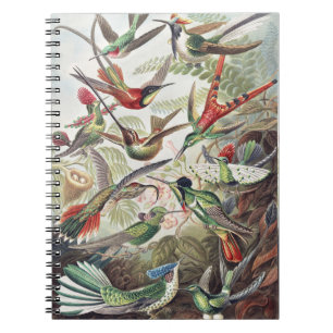 Carnet Affiche vintage colorée d'Ernst Haeckel sur les co