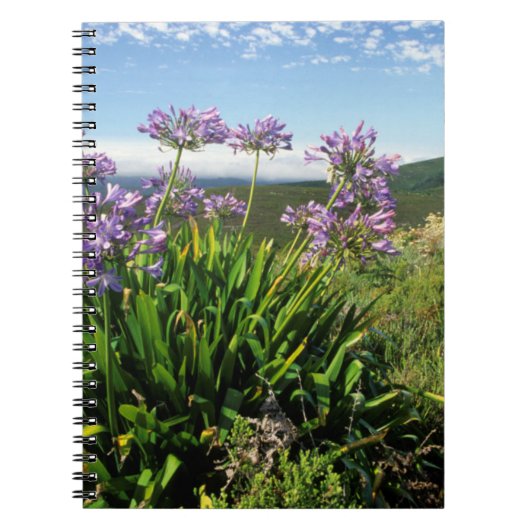 Carnet African Lily (Agapanthus praecox), Mossel Bay (Devant)