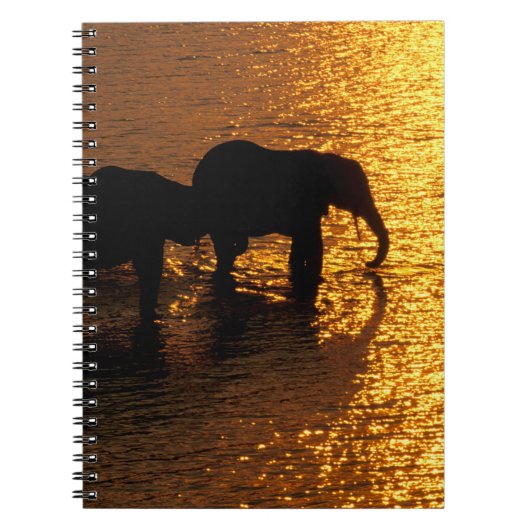 Carnet Afrique, Botswana, Delta de l'Okavango. Africain (Devant)