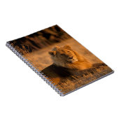 Carnet Afrique, Botswana, delta de l'Okavango. Lion (Pant (Côté Droit)