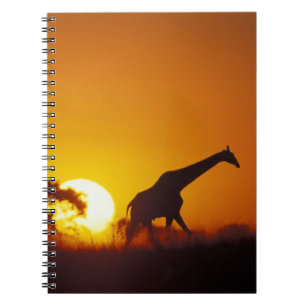 Carnet Afrique, Botswana, Parc national de Chobe, Girafe